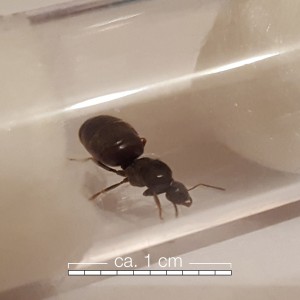 Lasius-3.jpg