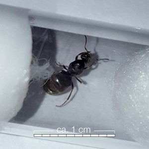 Lasius-4.jpg