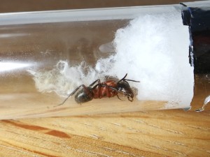 IMG_20170707_183331.jpg (1.89 MiB) 855 mal betrachtet Ameise Nummer 1