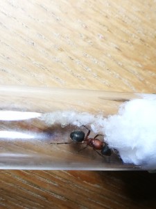 IMG_20170707_183315.jpg (1.84 MiB) 851 mal betrachtet Nummer 1