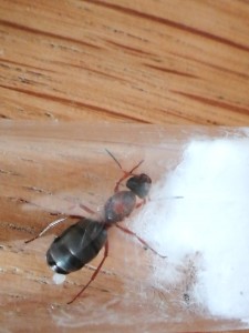 IMG_20170707_183046.jpg (1.81 MiB) 855 mal betrachtet Nr.2