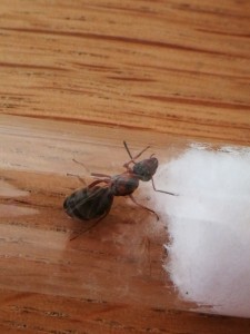 IMG_20170707_183022.jpg (1.92 MiB) 953 mal betrachtet Nr.2