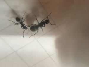 IMG_1566.JPG (1.6 MiB) 660 mal betrachtet IMG_1566.JPG