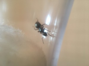 IMG_1567.JPG (1.4 MiB) 660 mal betrachtet IMG_1567.JPG