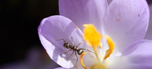 Ameise im März im Krokus