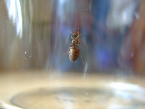 Ameise von unten Fund am 10.7.17, schwüles Wetter, 25°C, Kleinstadt Bergisches Land, Hofeinfahrt