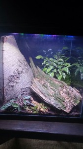 IMG-20170719-WA0019.jpg (145.69 KiB) 1920 mal betrachtet Die neue Behausung...