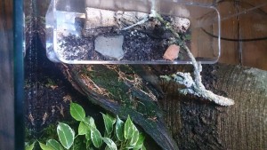 IMG-20170719-WA0023.jpg (193.74 KiB) 1920 mal betrachtet Aus der kleinen Schale wollen (sollen!) Die kleinen in die neue AuĂenwelt...