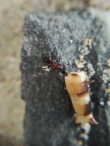 Superworm.jpg