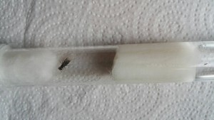 1500702572375.jpg (121.65 KiB) 2827 mal betrachtet 1500702572375.jpg