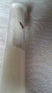 1500702568802.jpg (87.7 KiB) 2927 mal betrachtet 1500702568802.jpg