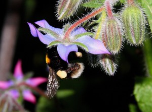 Erdhummel.jpg