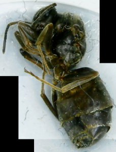 Tote Lasius Gyne (mikroskop).png