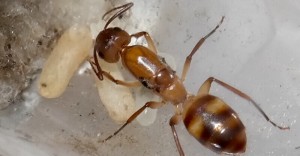 Camponotus substitutus - Gyne der hellen Variante