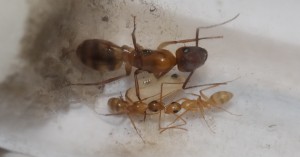 Camponotus substitutus Gyne &amp; Pygmäen der hellen Variante (hellere Färbung des frisch geschlüpften Tieres erkennbar)