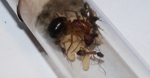 Camponotus socius Gyne, Pygmäen und Puppen