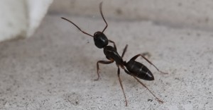 Camponotus fallax Arbeiter