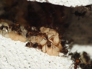 DSCN1277.JPG