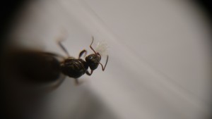 Königin 1