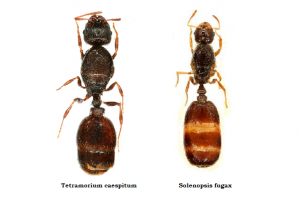 tetraORsolenopsis.png