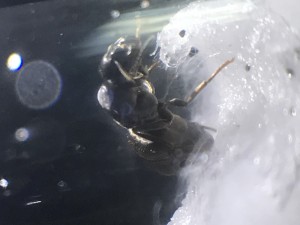 IMG_9884.JPG (809.04 KiB) 783 mal betrachtet IMG_9884.JPG