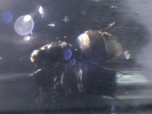 IMG_9888.JPG (755.26 KiB) 783 mal betrachtet IMG_9888.JPG