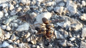 Chthonolasius sp. Gyne neben den abgestreiften Flügeln. Sie hält bereits eine tote Wirtsabeiterin zwischen den Mandibeln