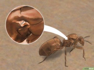 v4-728px-Identify-a-Queen-Ant-Step-3-Version-4.jpg