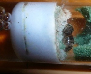 steckmoosniger4 (2).JPG (42.5 KiB) 17056 mal betrachtet Wie man (hoffentlich) sieht, hat diese schon einen netten Haufen zusammengebracht