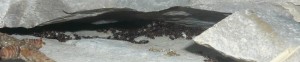 schmidti4 (4).JPG (150.05 KiB) 16659 mal betrachtet So sieht das aus, ich habs bloß nicht geschafft, ein scharfes Bild von der gelagerten Brut zu bekommen :S