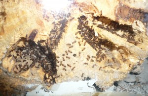 schmidti4 (3).JPG (1.27 MiB) 16659 mal betrachtet So schauts aktuell im Nest aus, kaum Brut, kaum Ameisen, dafür glaube ich, dass die Königin noch hier ist