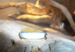 schmidti4 (2).JPG (714.56 KiB) 16845 mal betrachtet Später war da aber noch viiel mehr los