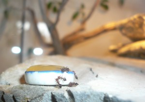 schmidti4 (1).JPG (598.41 KiB) 17056 mal betrachtet Hier noch zwei Bilder am Honigwasser, als ich versucht habe, so viel wie möglich davon in den Napf zu bekommen ^^