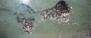 lateralis4 (2).JPG (643.36 KiB) 16659 mal betrachtet Blick ins Steckmoosnest