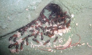 lateralis4 (1).JPG (618.42 KiB) 16845 mal betrachtet Inmitten der prallen Gaster und fetten Larven und Bruthaufen residiert die Königin