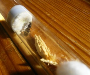 holzniger4.JPG (714.03 KiB) 17056 mal betrachtet Der dritten gab ich ein Stück Holz, auch bei ihr hat sich ein schöner Bruthaufen angesammelt