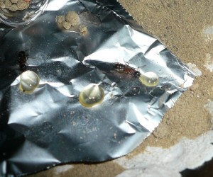 herculeanus4 (3).JPG (517.62 KiB) 17056 mal betrachtet Honigwasser und Fliegen werden weiterhin eingetragen