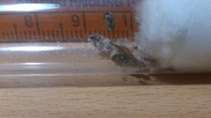 Lasius alienus Königin