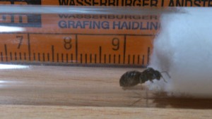 Lasius niger Königin