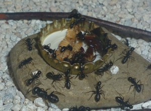 Camponotus vagus