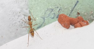 Minor beim zuckerwasserschlürfen direkt am Nest