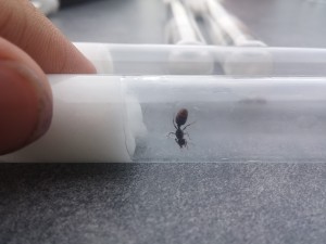 20170807_200630.jpg (967.19 KiB) 1846 mal betrachtet 20170807_200630.jpg