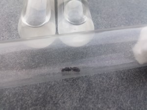 20170807_200559.jpg (1.03 MiB) 2477 mal betrachtet 20170807_200559.jpg