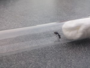 20170807_200811.jpg (979.69 KiB) 1846 mal betrachtet 20170807_200811.jpg