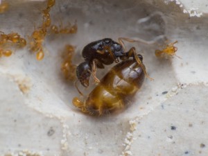 Solenopsis fugax Königin, physogastrisch; Fotograf: Andreas Weggel