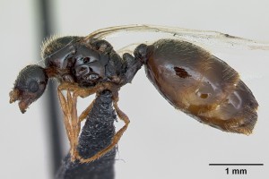 Solenopsis fugax queen.jpg (733.06 KiB) 4573 mal betrachtet Solenopsis fugax Königin; Quelle: www.antweb.org, Fotograf: April Nobile