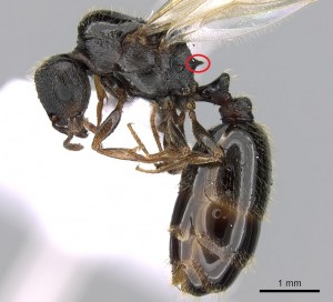 Tetramorium impurum queen.jpg (219.26 KiB) 4573 mal betrachtet Tetramorium impurum Königin; Quelle: www.antweb.org, Fotograf: Estella Ortega