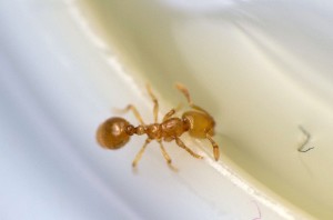 Solenopsis fugax Arbeiterin; Fotograf: Andreas Weggel