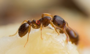 IMG_3906.jpg (233.95 KiB) 4570 mal betrachtet Tetramorium sp. Arbeiterin; Fotograf: Andreas Weggel