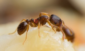 Tetramorium sp. Arbeiterin; Fotograf: Andreas Weggel